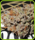 Super Silver Mandarin - Ultra Genetics
