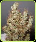 Super Silver Martian Haze - Ultra Genetics