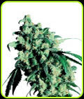 Super Skunk - Sensi Seeds