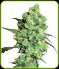Super Skunk - White Label Seeds
