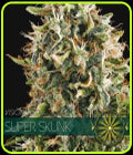 Super Skunk - Vision Seeds