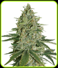 Super Skunk - Seed Stockers