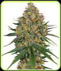 White Cheese - White Label Seeds
