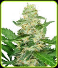 Super Skunk Automatic - Sensi Seeds