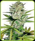Super Skunk Automatic - White Label Seeds