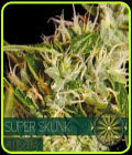Super Skunk Auto - Vision Seeds