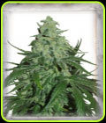 SALE - Super Skunk Auto - Garden of Green - Cannabis Seed Sale Items