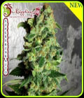Super Skunk Auto - Dr Krippling Seeds