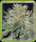 Super Skunk Kush - Garden of Green