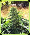 Super Sour OG - Emerald Triangle Seeds