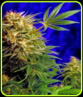 Super Star - Delta 9 Labs Seeds