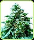 Superb OG - Heavyweight Seeds