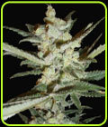 Supersonic Crystal Storm - Samsara Seeds
