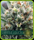 Supreme Lemon - Vision Seeds