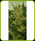 Supreme Nectar - Zmoothiez Seeds