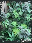 Swamp Fumez - ElevenThirty Genetics