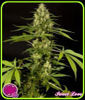 SweetLove - Philosopher Seeds
