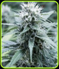 Sweet Amnesia - G13 Labs Seeds
