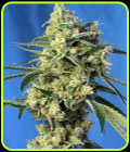 Sweet Amnesia Haze - Sweet Seeds