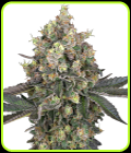 Sweet Berry Breeze - White Label Seeds