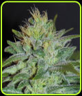 Sweet Black Angel - Samsara Seeds