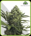 Sweet CBD Auto - Auto Seeds