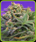 Sweet Cheese - Sweet Seeds