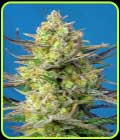 Sweet Cheese XL Auto - Sweet Seeds