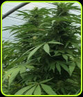 Sweet Cheese x SCBDX - Super CBDx Seeds