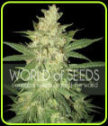 Columbian Gold Ryder - World of Seeds