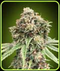 Sweet Critical Fast - OO Seeds