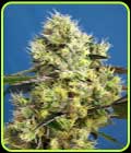 Sweet Gelato Auto - Sweet Seeds