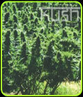 Sweet Kush - Kush Cannabis Seeds
