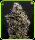 Sweet Mango Autoflowering - Green House Seeds
