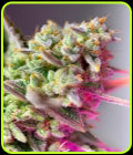 Sweet Mimosa XL Auto - Sweet Seeds