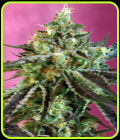 Sweet Nurse Auto - Sweet Seeds
