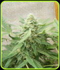 Sweet-O - Dr Underground