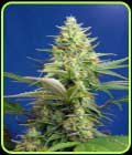 Sweet Pure Auto CBD - Sweet Seeds