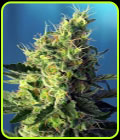 Sweet Pure CBD - Sweet Seeds