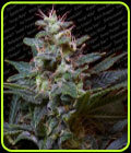 Sweet Purple - Paradise Seeds