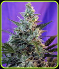 Sweet Skunk Auto - Sweet Seeds