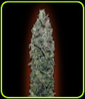 Sweet Soma - OO Seeds