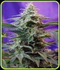 Sweet Special Auto - Sweet Seeds