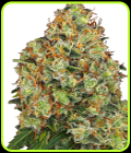 Sweet Tangerine Tango Automatic - White Label Seeds