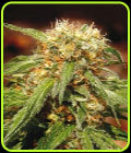 Sweet Thai - Sweet Seeds
