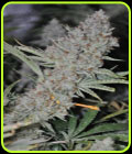 Sweet Tooth Express Auto - Phoenix Cannabis Seeds