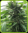 Sweet Tooth x SCBDX - Super CBDx Seeds
