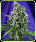 Sweet Trainwreck Auto - Sweet Seeds