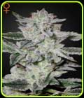 Sweet Valley Kush - Green House Seeds