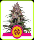 SALE - Sweet ZZ - Royal Queen Seeds - Cannabis Seed Sale Items